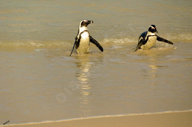 African Penguinadult, walking