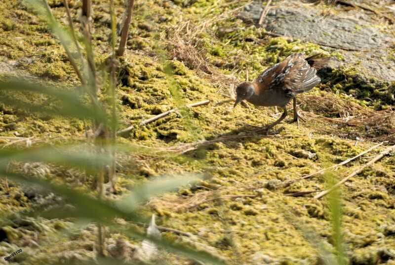 Baillon's Crakeadult, walking