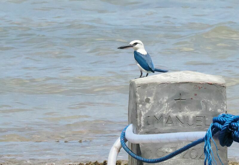 Beach Kingfisheradult