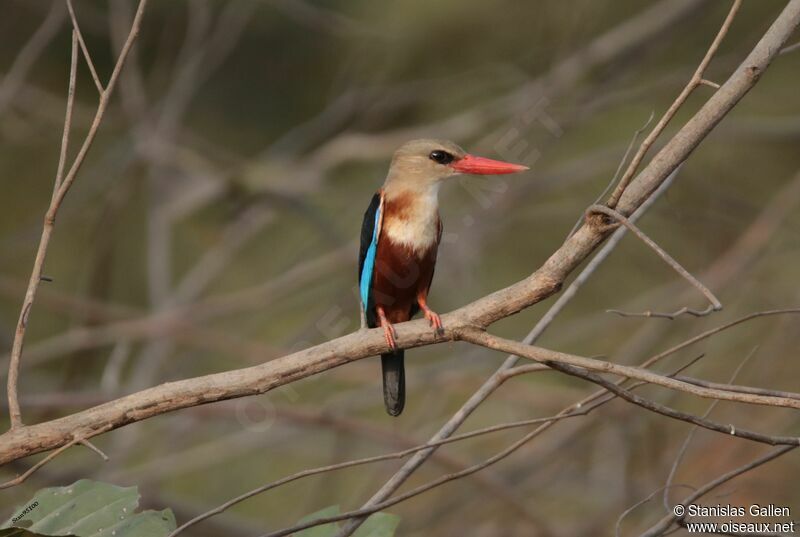 Grey-headed Kingfisheradult