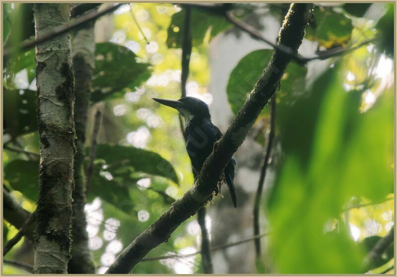 Blue-black Kingfisher