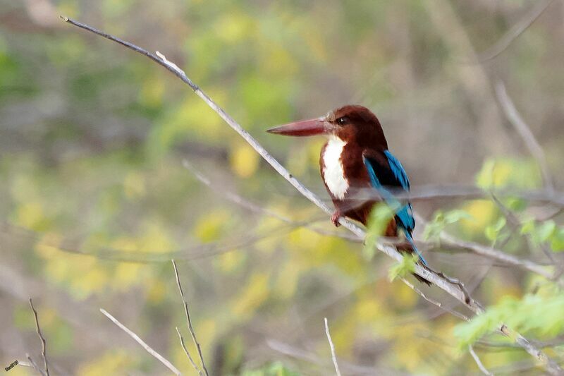 White-throated Kingfisheradult