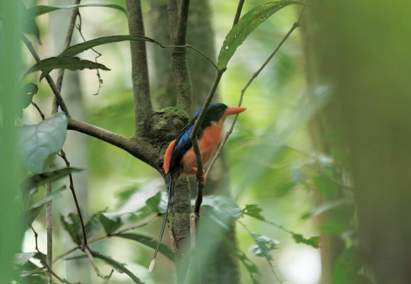 Red-breasted Paradise Kingfisheradult breeding