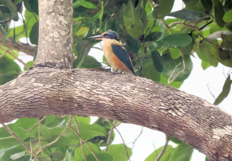 Sacred Kingfisheradult