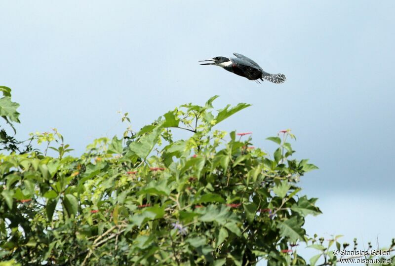 Ringed Kingfisher male adult, Flight