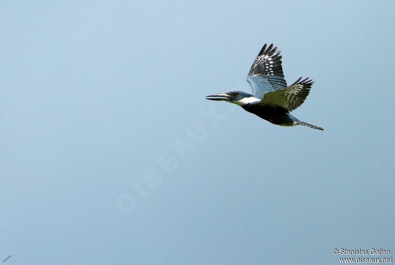 Ringed Kingfisher male adult, Flight