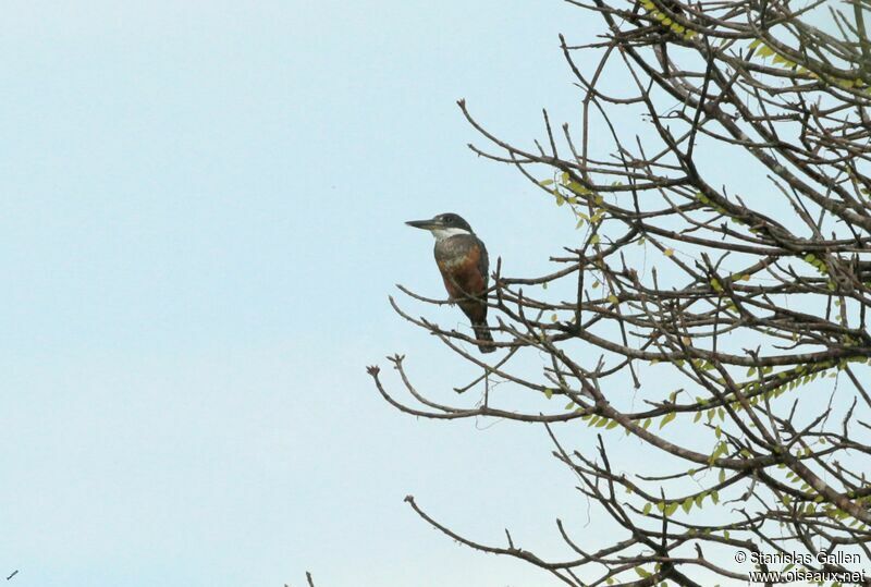 Ringed Kingfisher