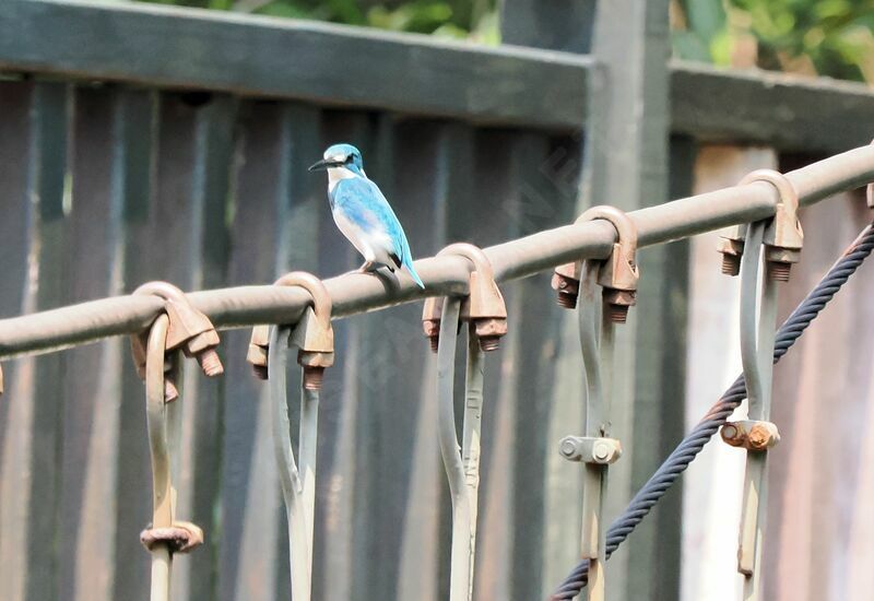 Cerulean Kingfisheradult