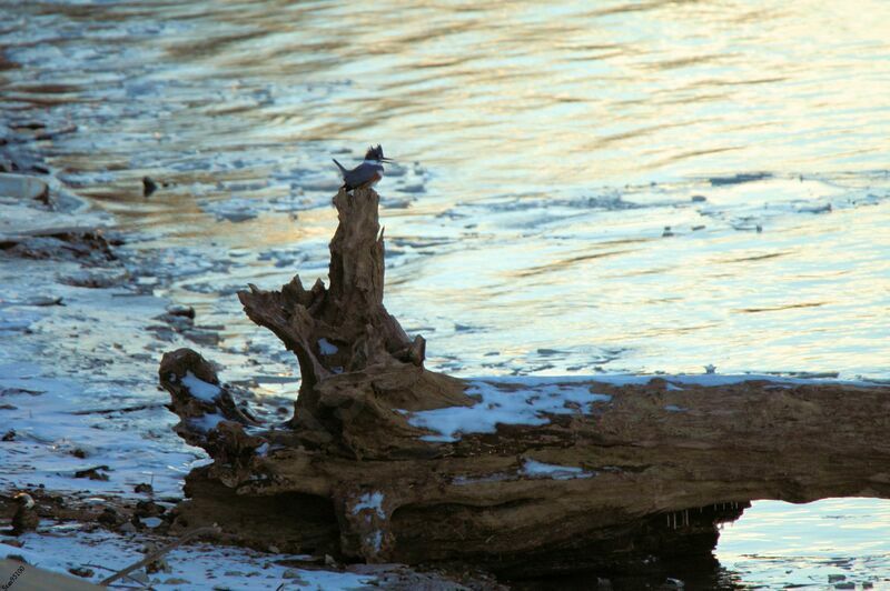 Belted Kingfisher female adult