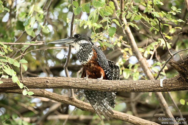 Giant Kingfisher female adult