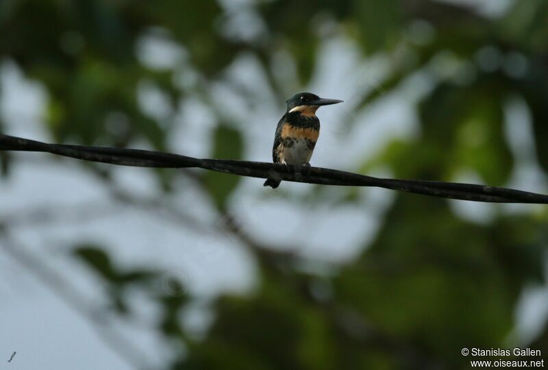 Green Kingfisher female adult