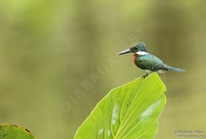 Green Kingfisher male adult breeding