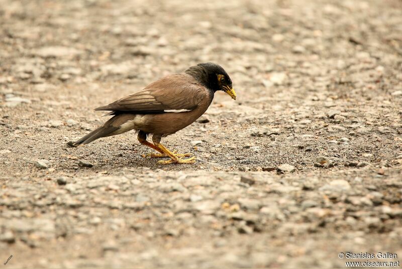 Common Mynaadult breeding, fishing/hunting