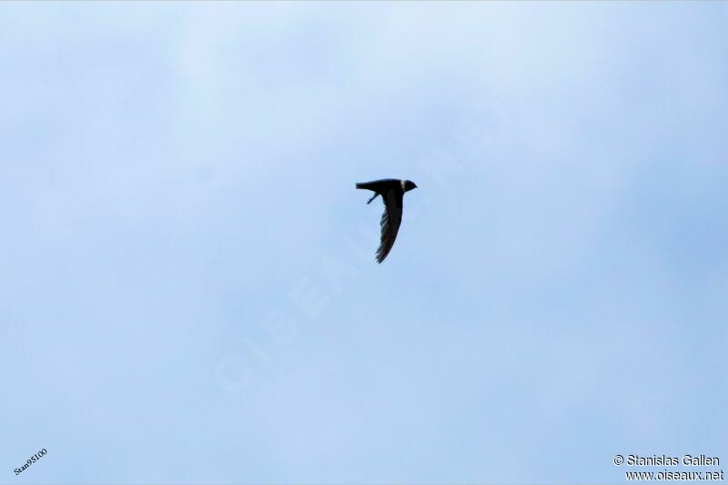 White-collared Swiftadult, Flight