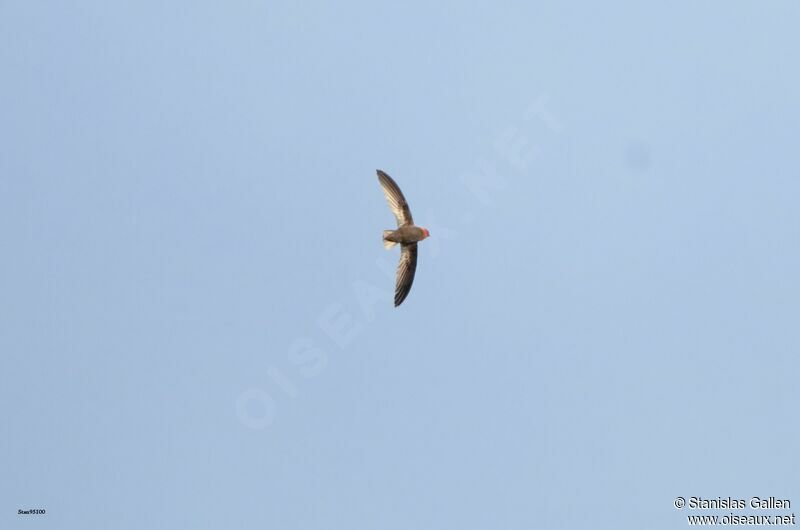 Chestnut-collared Swiftadult, Flight