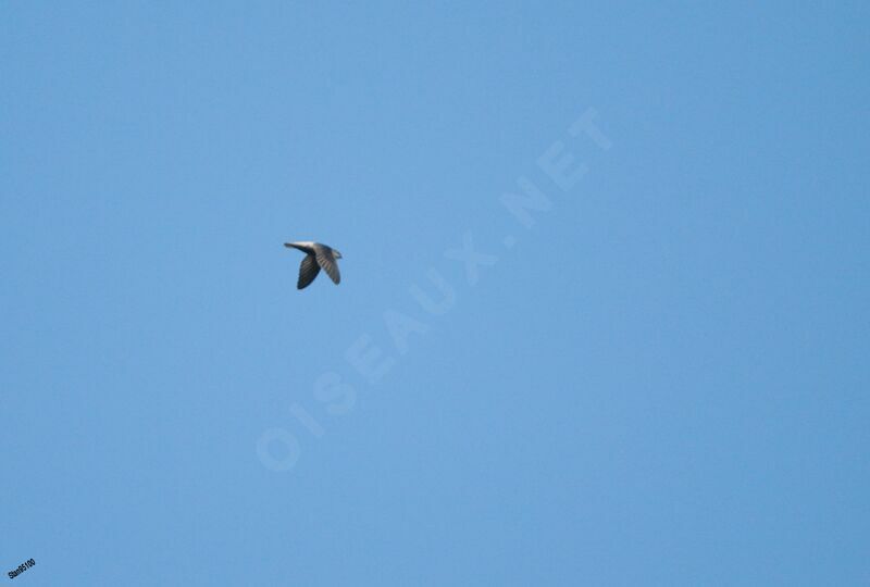 Grey-rumped Swiftadult, Flight