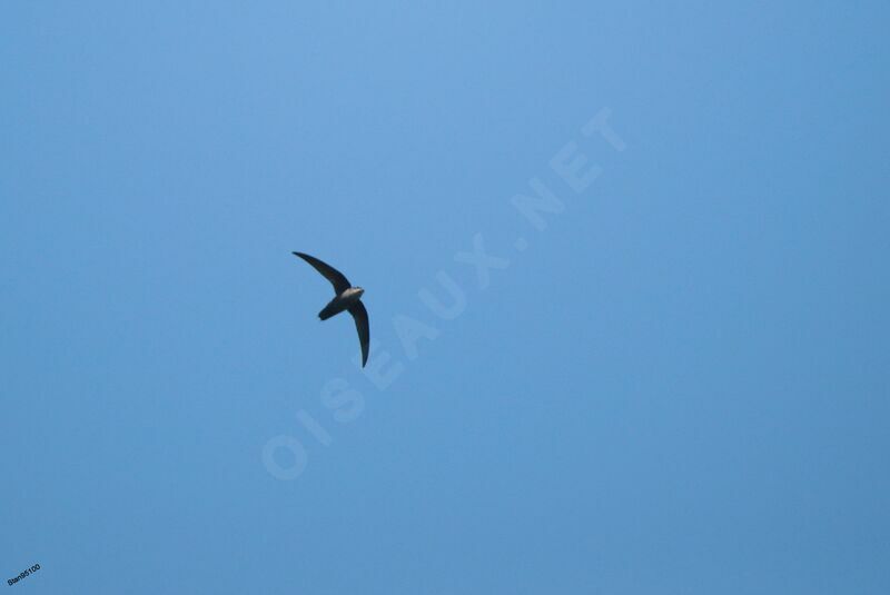 Grey-rumped Swift