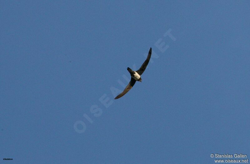 Alpine Swiftadult breeding, Flight