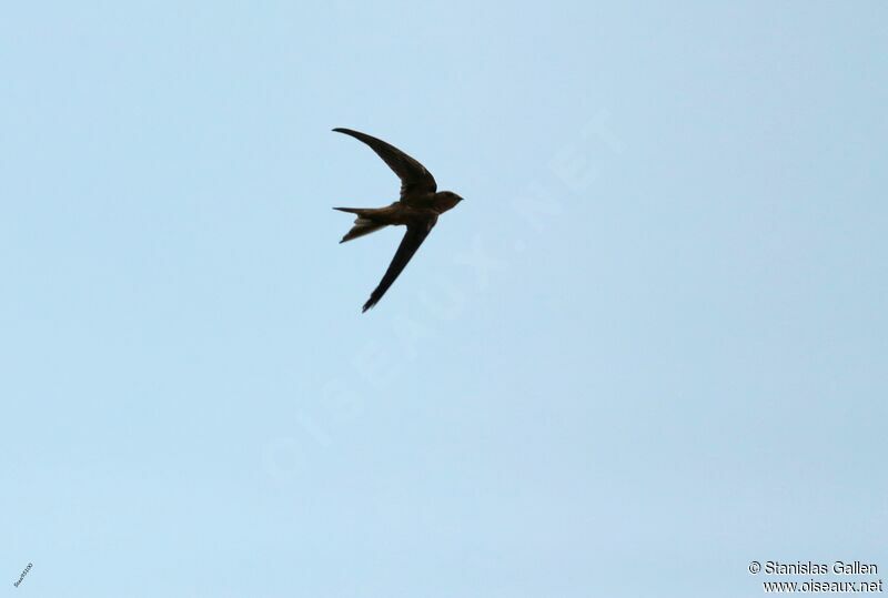 Asian Palm Swiftadult, Flight