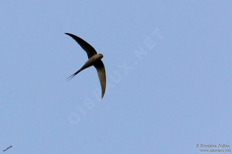 African Palm Swiftadult, Flight