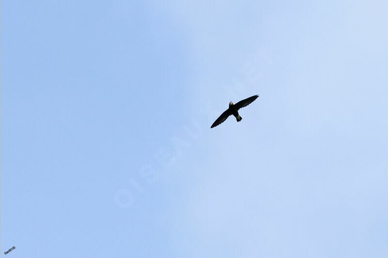 White-throated Needletailadult, Flight