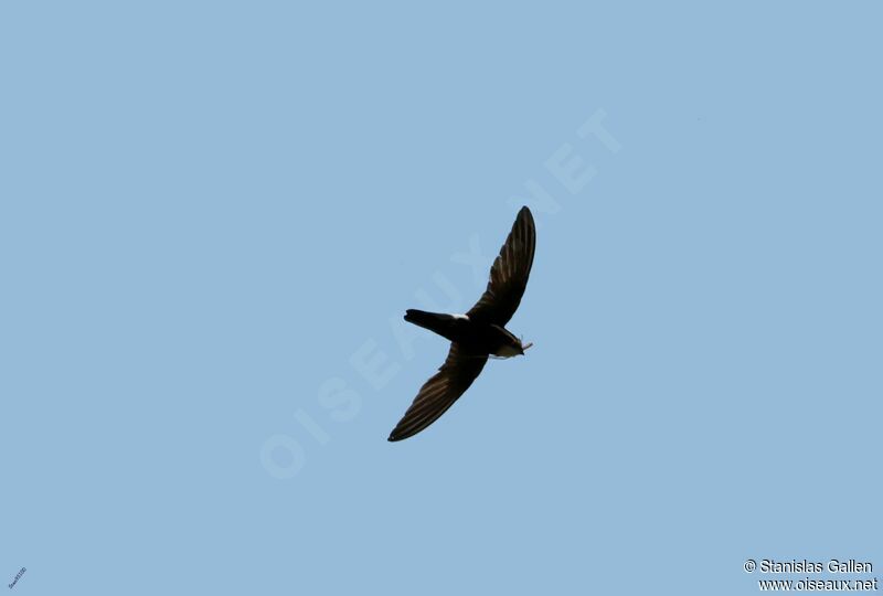 House Swiftadult, Flight, fishing/hunting