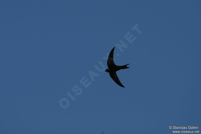 Common Swiftadult breeding, Flight