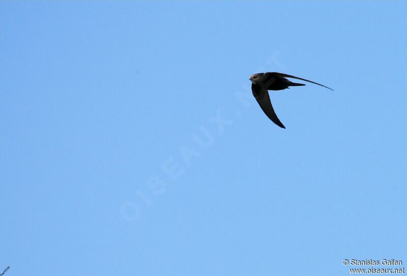 Common Swiftadult breeding, Flight