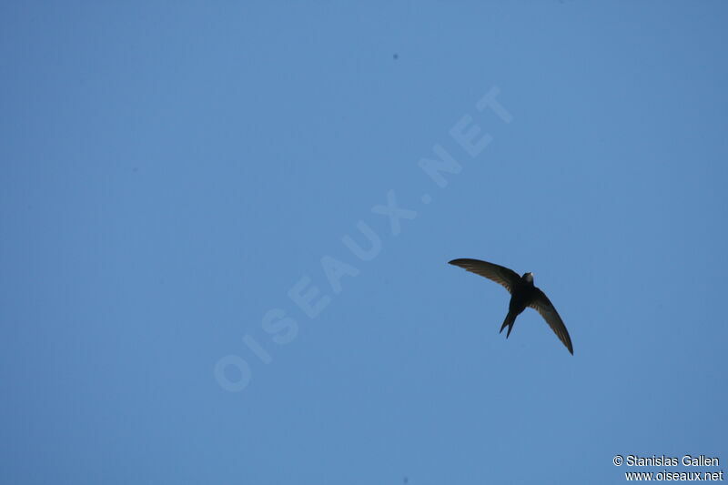 Common Swiftadult breeding