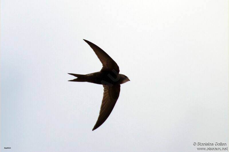 Common Swiftadult, Flight