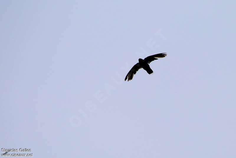 Chimney Swiftadult transition, moulting, Flight