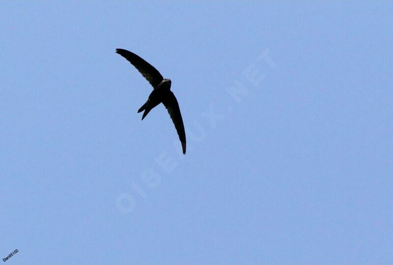 Plain Swiftadult, Flight