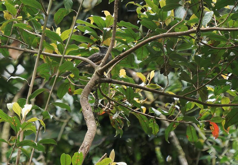 Rufous-sided Honeyeater male adult