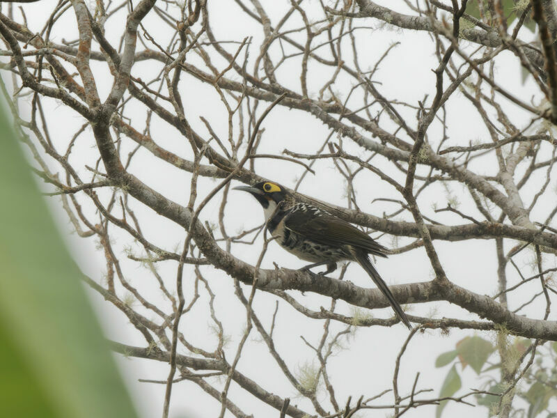 Ornate Melidectes