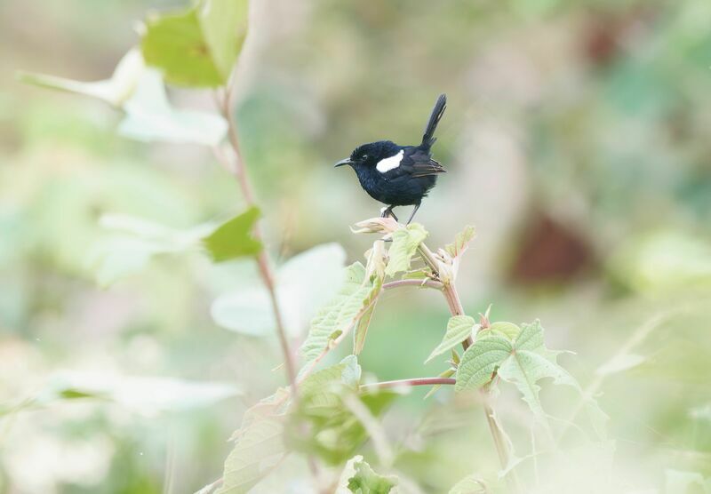 White-shouldered Fairywren male adult breeding, courting display