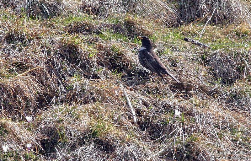 Ring Ouzel male adult breeding