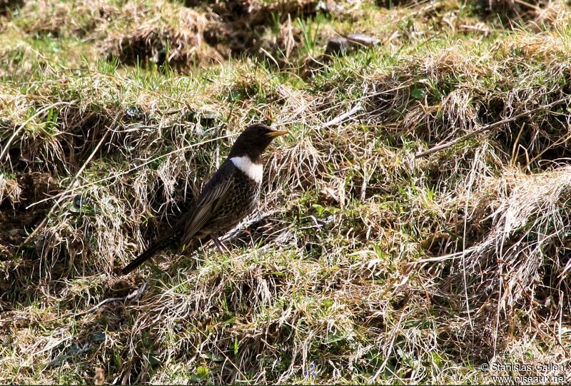 Ring Ouzel male adult breeding