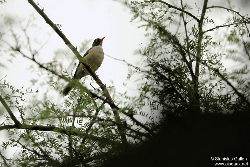 Plumbeous-backed Thrush male adult breeding