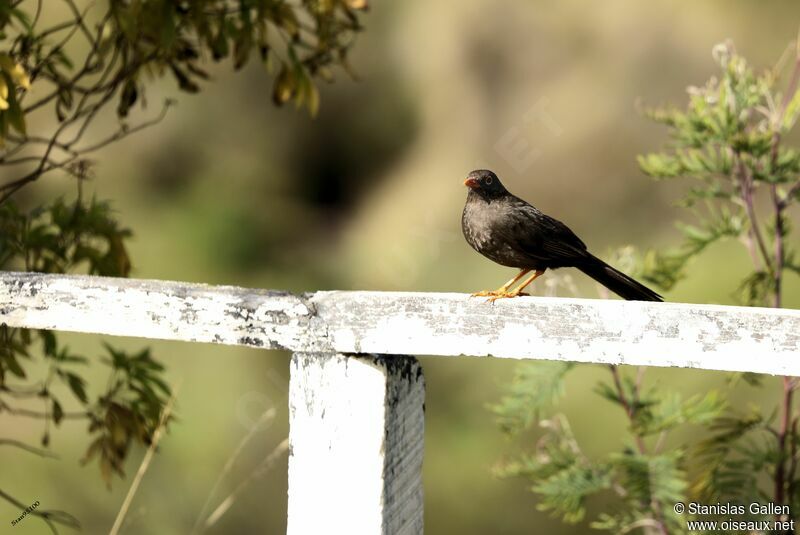 Great Thrush female adult