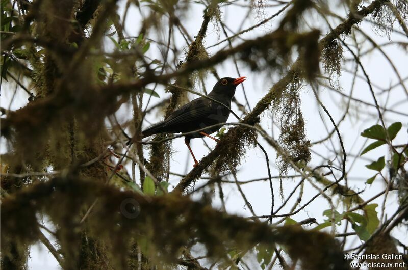 Glossy-black Thrush male adult breeding