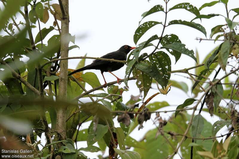 Glossy-black Thrush male adult breeding, habitat