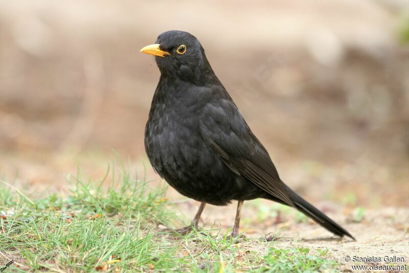 Common Blackbird male adult post breeding