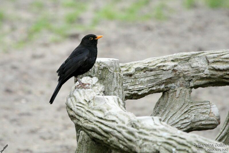 Common Blackbird male adult post breeding