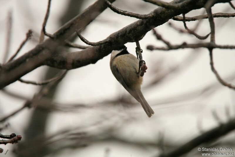 Black-capped Chickadeeadult transition