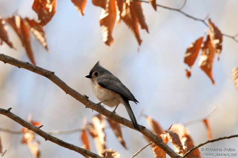 Tufted Titmouseadult transition