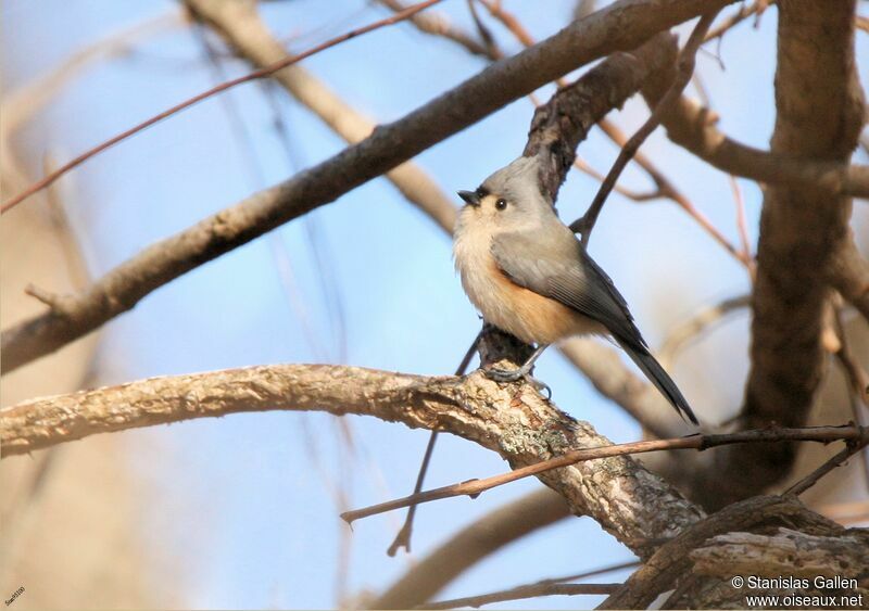 Tufted Titmouse