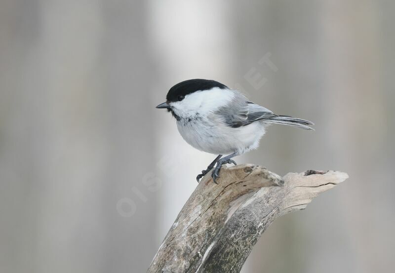 Willow Titadult breeding