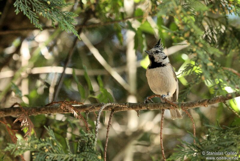 Crested Tit male adult breeding, close-up portrait