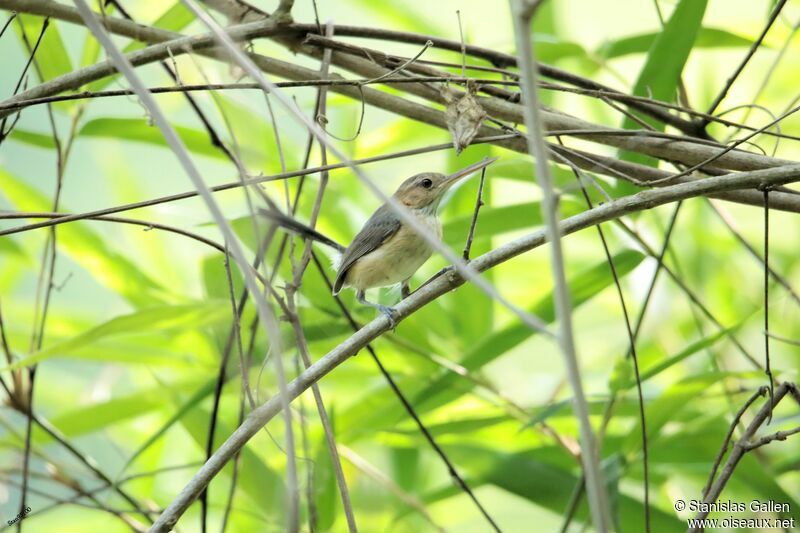 Trilling Gnatwren male adult breeding