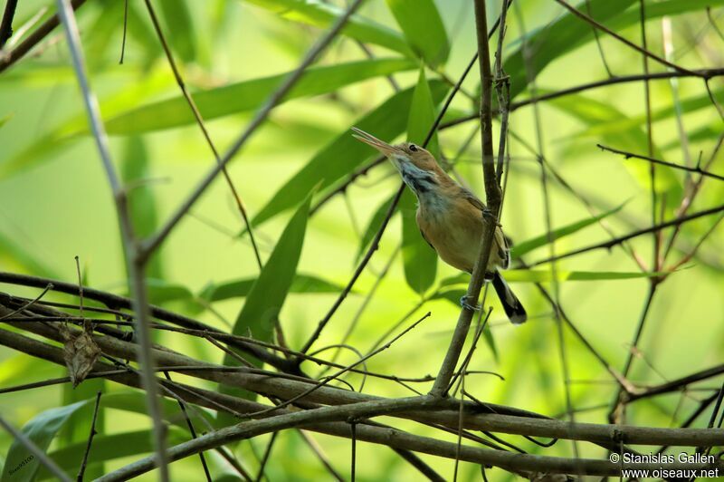 Trilling Gnatwren male adult breeding